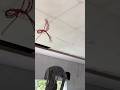 Ceiling Work ✔️ #trending #reels #youtubeshorts #pakistan #india #foryou #shorts #video #funny #fyp