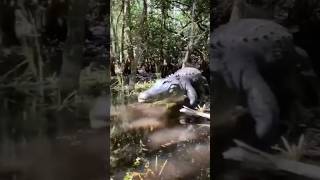 Top 5 Animals Only Found In The Philippines Part 2