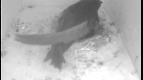 Fledging of third and last young Common Swift, August 8th 2013.