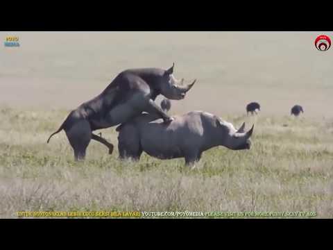 Bersetubuh Seperti Badak Sumbu | Rare Rhinos Mating | Apareamiento de Rinoceronte | राइनो संभोग