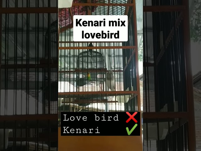 kenari rasa lovebird class=