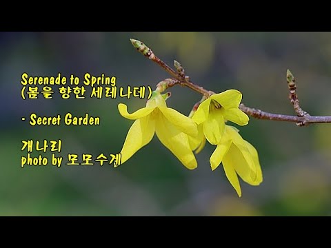 봄소식 &amp;amp; Serenade to Spring (봄을 향한 세레나데) / Secret Garden &amp;amp; photo by 모모수계