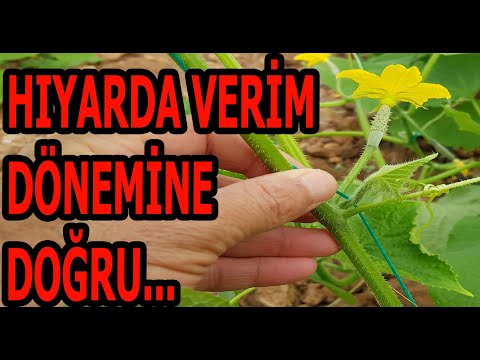 Video: Salatalık Için Potasyum Monofosfat: Serada Ve Açık Alanda 