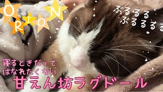 甘えん坊ラグドール。寝るよーと声をかけるとついてきます♡ by オリオン ーKYOTO CAT LIFEー 2,562 views 4 months ago 4 minutes, 40 seconds