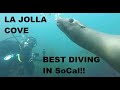 THE BEST DIVING IN SOUTHERN CALIFORNIA! LA JOLLA COVE, SEA LIONS, HARBOR SEALS, SHARKS, RAYS &amp; MORE!