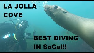 THE BEST DIVING IN SOUTHERN CALIFORNIA! LA JOLLA COVE, SEA LIONS, HARBOR SEALS, SHARKS, RAYS &amp; MORE!