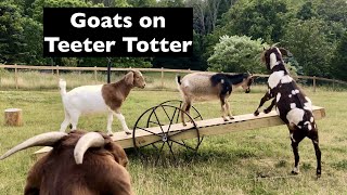 Funny Goats Play on their Teeter Totter