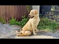 Watch What Happens when Labrador, Betrayed by the Owner, Feels Love Again