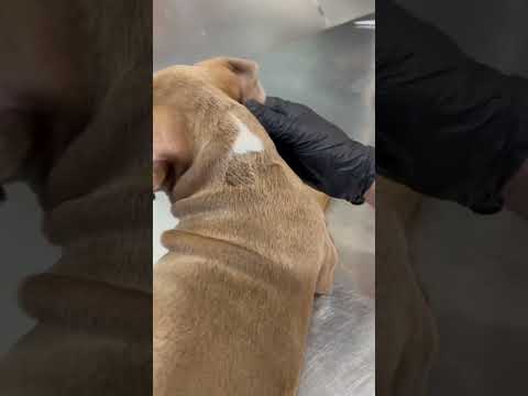 دهب خرجت من البيت من وراة لولو  كلاب  اكسبلور