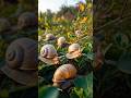 This Snail Came Back From Extinction #facts