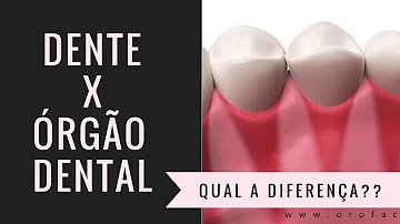 O que é o órgão dental?