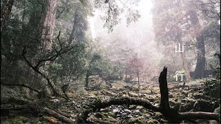 走進一座遍佈千年巨木的山 #扁柏神殿  EP1 山行 feat. 島紀