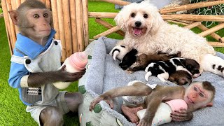 So Funny And Cute🤣! Amee The Dog Gave Birth. Monkey Bim Bim Brought Milk To The Mother Dog