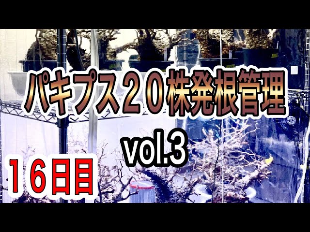 『塊根植物/コーデックス』オペルクリカリアパキプス２０株発根管理したら発根率は！？vol.3 １６日目