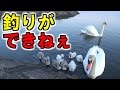 釣りをしてたら巨大白鳥の家族に絡まれた