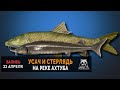 Русская Рыбалка 4 — Усач короткоголовый и Стерлядь на реке Ахтуба.