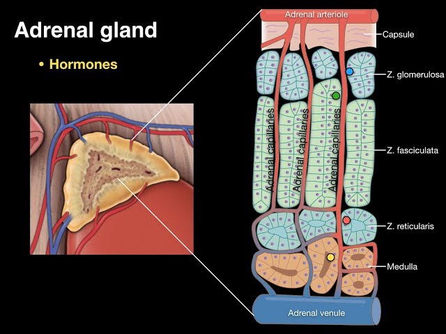 Adrenal Medulla Anatomy Biology Diagrams