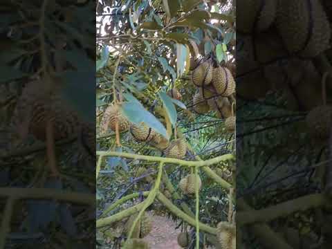 ผลสลากกินแบ่งรัฐบาล วันที่ 1 พย. 2567