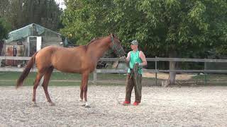 Обучение жеребенка. Работа на корде.Часть 1.Foal training. Part 1.