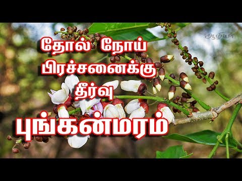 புங்கை மரம் பயன்கள் | Pongamia Tree In Tamil