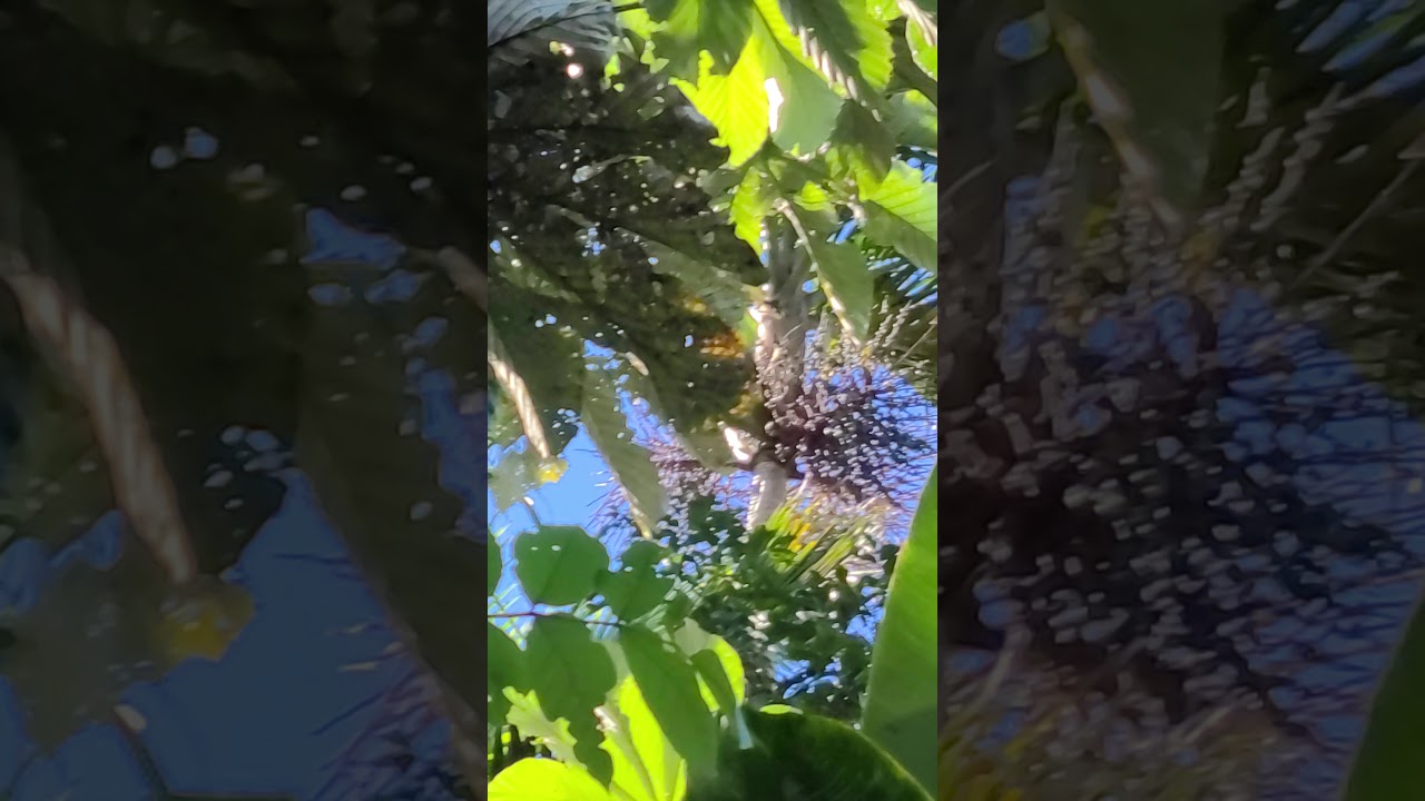 Puerto Rican Spindalis Bird at El Yunque, Puerto Rico.