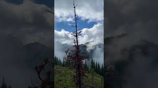 The Boring Channel #29 | From Red Tree to Open Pines