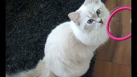 Beautiful Ragdoll cat thinks it