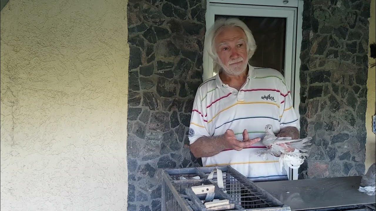 Гусиное крыло у голубя и как его исправить. - YouTube