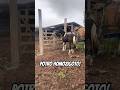 Potro mangalarga marchador homozigoto pampa de preto!🥰🫶🏻♥️🐎🏡