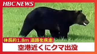 A bear was spotted near the airport in Wakkanai, Hokkaido. It was