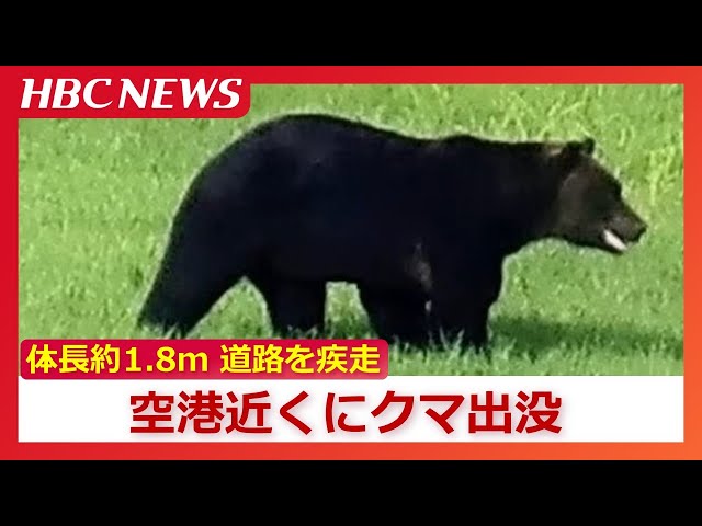 A bear was spotted near the airport in Wakkanai, Hokkaido. It was