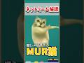 ネットミーム【MUR猫】について解説 #解説動画 #meme #猫ミーム