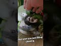We Gonna Let The Dog Keep This Pile ❤️ #ferret #pets #animals #ytshorts #cute #love #lol #fluffy