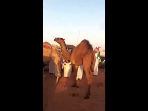 بالصور أم رقيبة مدينة الإبل تتألق وسط الصحراء صحيفة المواطن الإلكترونية