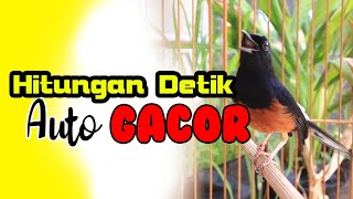 Download Lagu KRETEKAN MURAI BATU MEMANCING EMOSI MP3