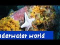 Underwater world  