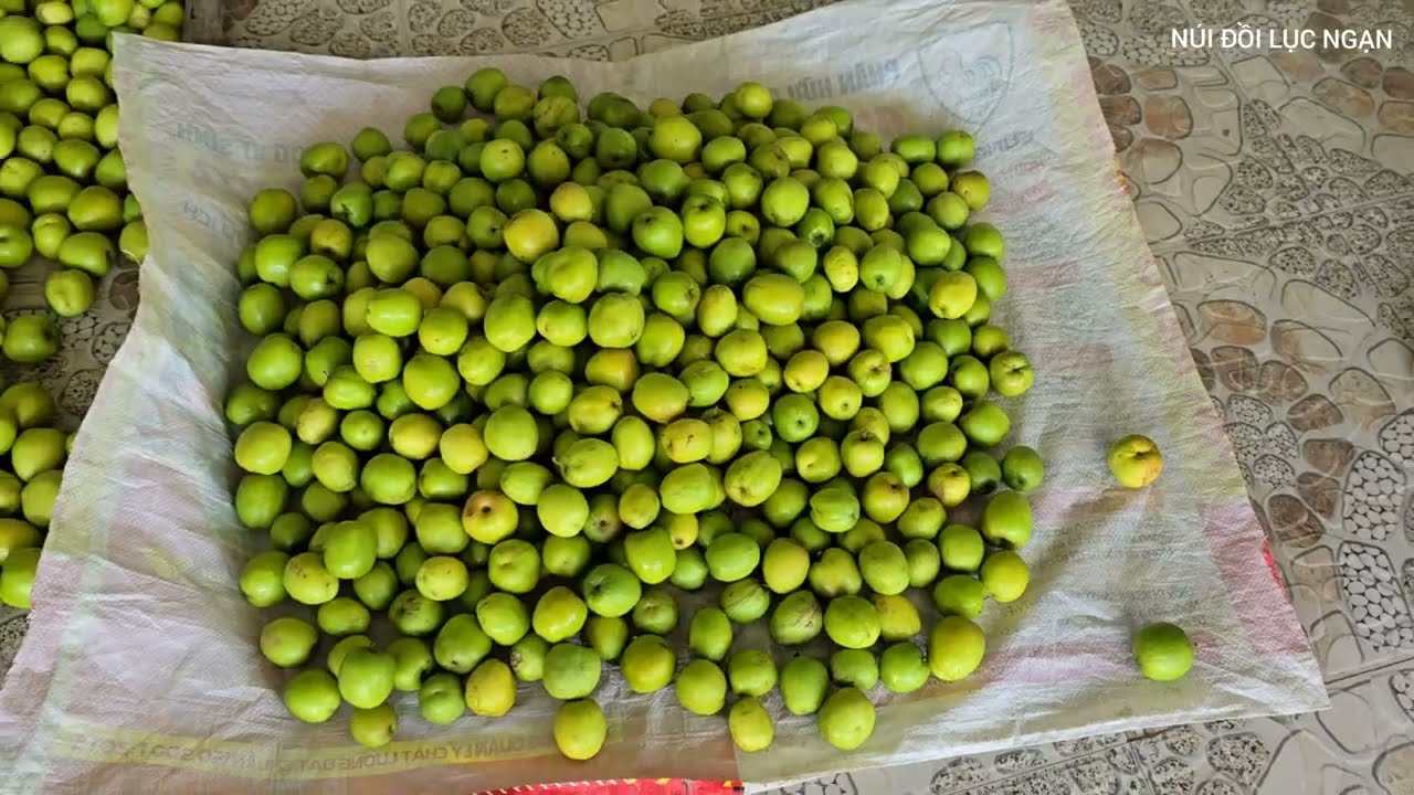 ĂN TÁO CHÍN ĐẦU VỤ VÀ CÂY TÁO GIỐNG CHUYỂN ĐỔI I NÚI ĐỒI LỤC NGẠN