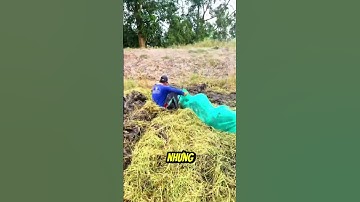 Mùa gặt ở Việt Nam - Hàng trăm người vây bắt chuột  #reviewvui #sanbat