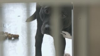 Animal Control offers advice on gifting pets this Christmas