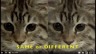 SAME or DIFFERENT / COMPARE or CONTRAST / Educational KIDS Video K-3