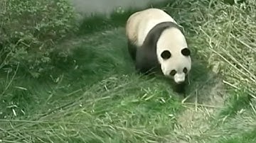 Two Pandas Get Ready to Head for Macao