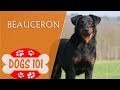 Dogs 101 - BEAUCERON - Top Dog Facts about the Beauceron の動画、YouTube動画。