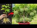 Unique Technique For Grafting Sweetsop Tree With Coca Cola, how to growing sweetsop tree