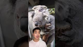 FAKTA UNIK HEWAN PART 9‼️#shorts #animals