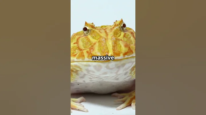 Watch the video about 5 Animals You Can Own That Are STRANGER Than Fiction #animals #pets #shorts