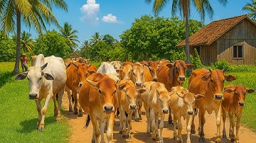 Aktivitas Sapi Lembu kampung Berkeliling Menuju ladang, Suara Sapi Moo, Sapi Lucu Beramai ramai