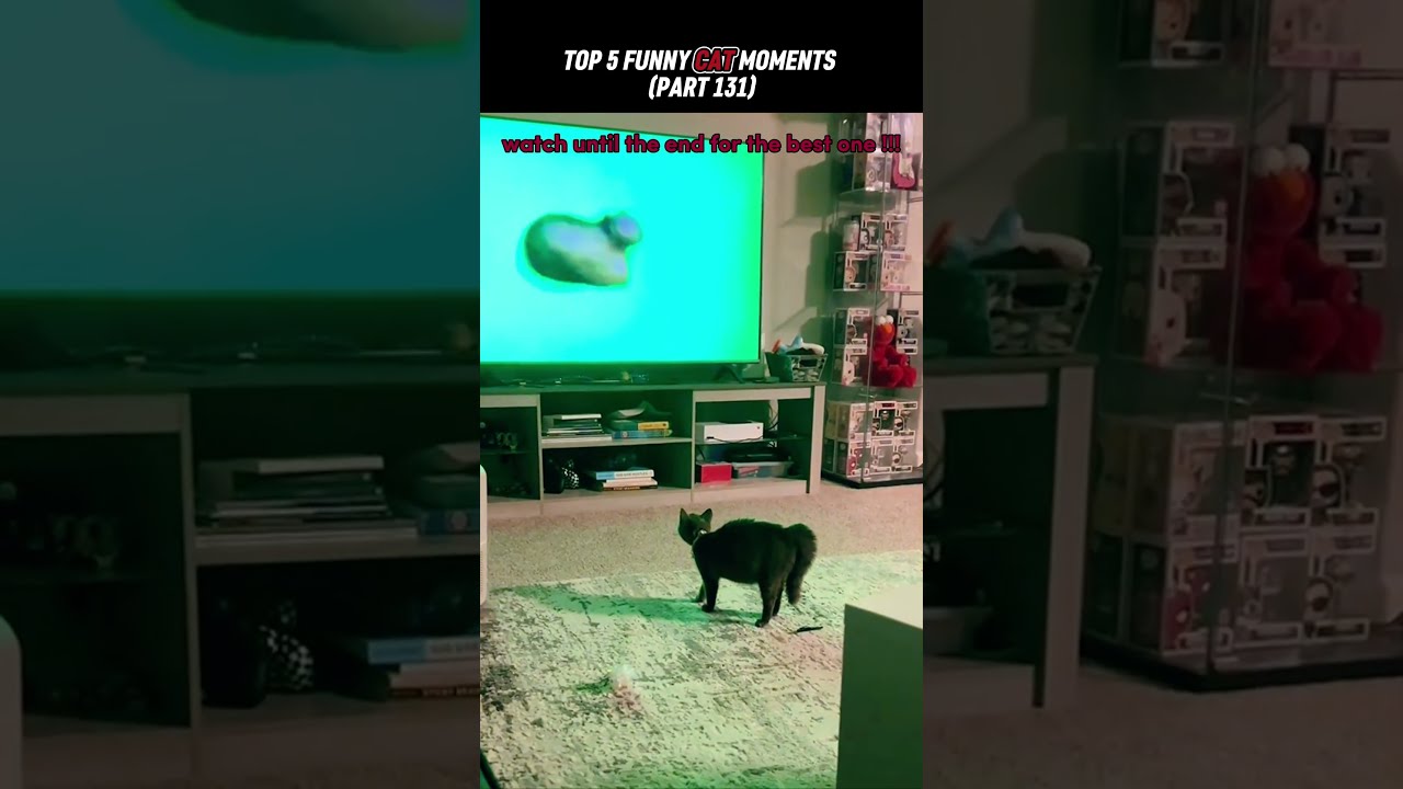 Top 5 Funny Cat Moments 