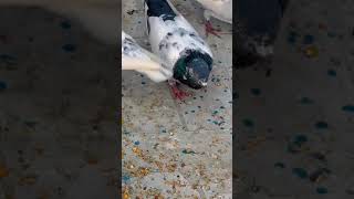 Tiktok Pigeons Trending No.1 Pigeons mirpurpigeonspage kabootarbazi pigeons