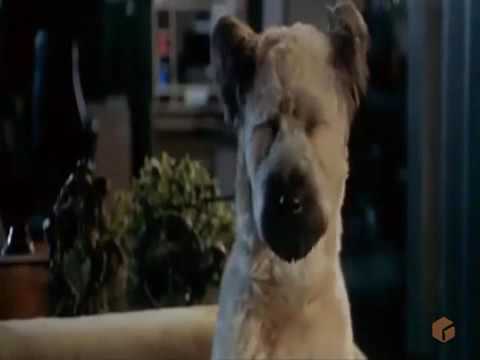 კარატისტი ძაღლი ქართულად