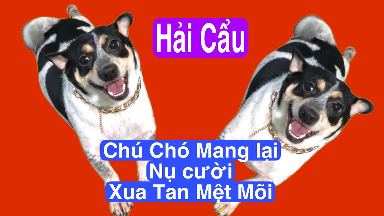 Hải cẩu cục vàng của Ngoại Ơi chú chó làm tan cơn mệt mõi sau ...